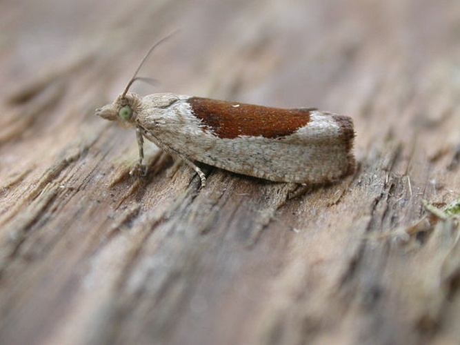 Epinotia solandriana &copy; <a rel="nofollow" class="external text" href="https://www.flickr.com/people/25401497@N02">Donald Hobern</a> from Canberra, Australia