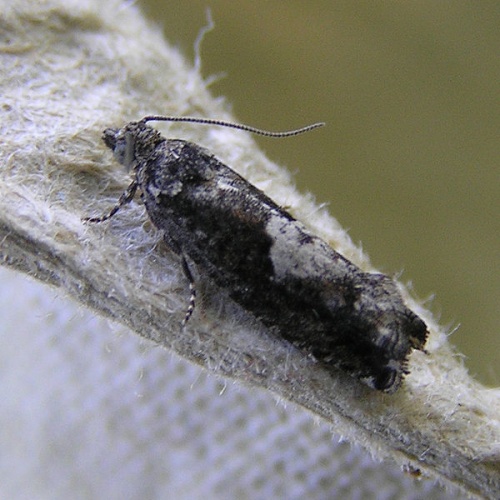 Epinotia immundana &copy; <a href="//commons.wikimedia.org/wiki/User:Fvlamoen" class="mw-redirect" title="User:Fvlamoen">Fvlamoen</a>