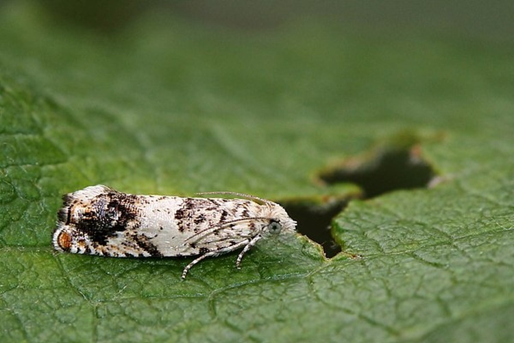 Epinotia subocellana &copy; Marianne Niemelä