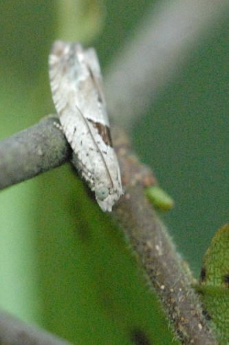 Epinotia ramella &copy; James K. Lindsey