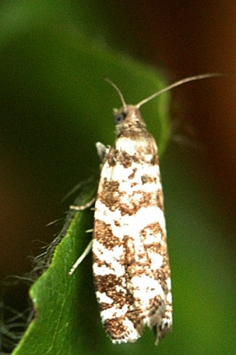 Epinotia tedella &copy; James K. Lindsey
