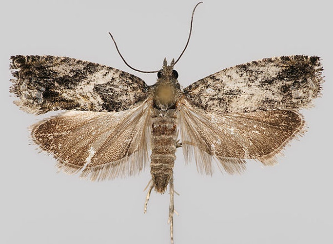 Epinotia nisella &copy; J. Tyllinen