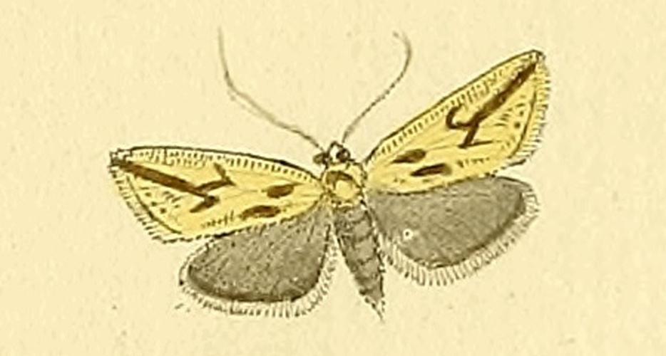 Thiodia citrana &copy; HÜBNER