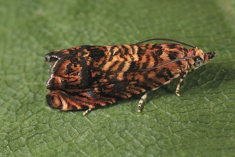 Pammene amygdalana &copy; Gyorgy Csoka