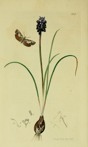 Pammene fasciana &copy; Curtis