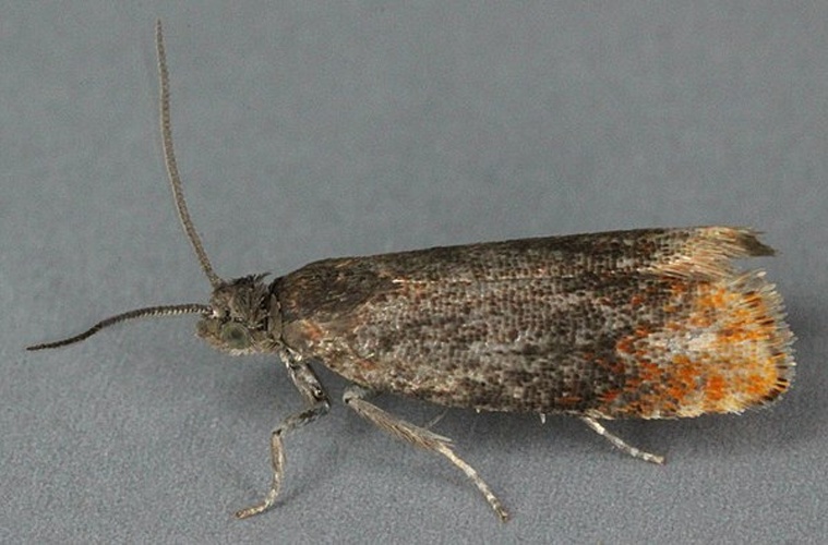 Pammene rhediella &copy; <a rel="nofollow" class="external text" href="https://www.flickr.com/people/130093583@N04">Janet Graham</a>