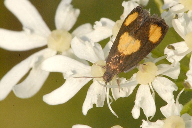 Pammene aurana &copy; James K. Lindsey