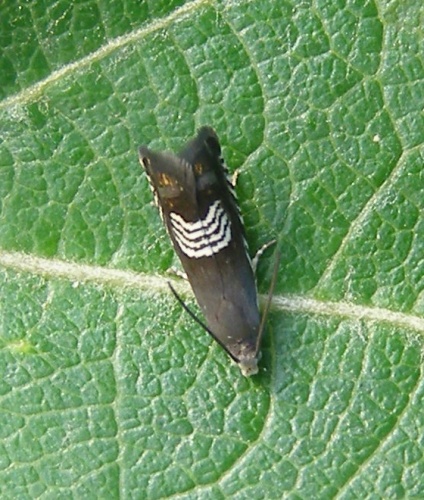 Grapholita compositella &copy; Tristram