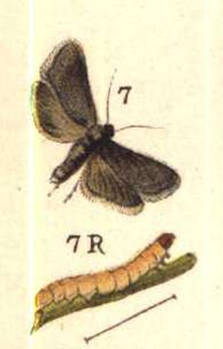 Grapholita funebrana © Bibliographisches Institut Leipzig