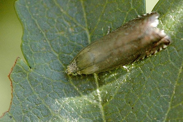 Cydia nigricana © James K. Lindsey