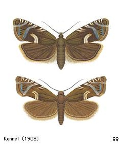 Cydia duplicana © Kennel