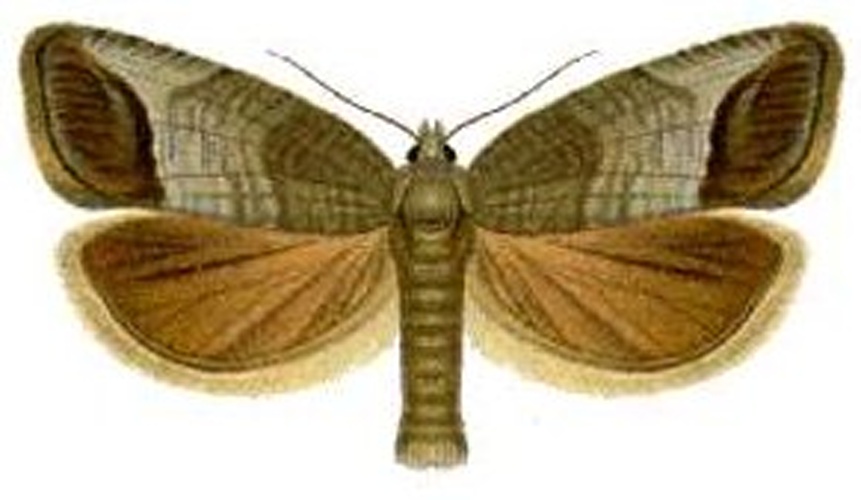 Cydia pomonella &copy; 