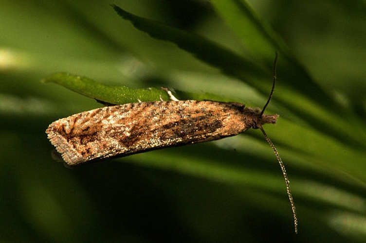 Dichrorampha acuminatana © James K. Lindsey