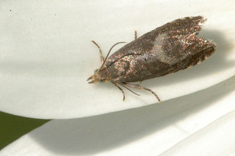 Dichrorampha simpliciana © James K. Lindsey