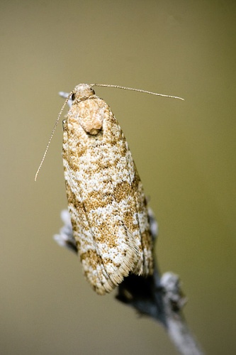 Isotrias stramentana &copy; www.invertebradosdehuesca.com