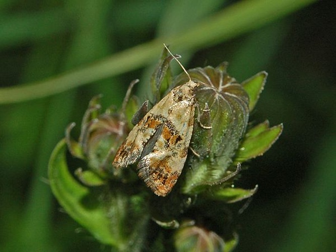 Cochylis hybridella © <a href="//commons.wikimedia.org/wiki/User:Hectonichus" title="User:Hectonichus">Hectonichus</a>