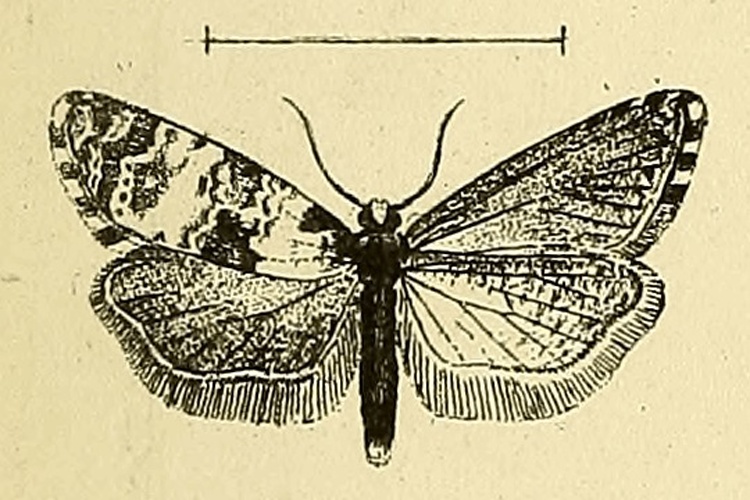 Cochylis salebrana © MANN