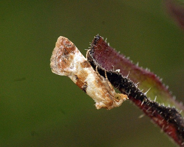 Cochylis molliculana &copy; <a rel="nofollow" class="external text" href="https://www.flickr.com/people/33398884@N03">Ben Sale</a> from UK