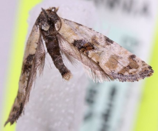 Cochylis pallidana © Marko Mutanen, University of Oulu