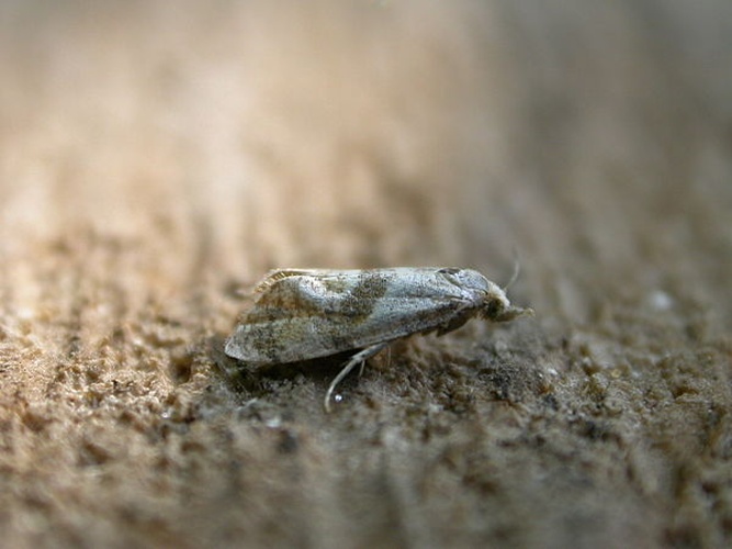 Cochylidia implicitana &copy; <a rel="nofollow" class="external text" href="https://www.flickr.com/people/25401497@N02">Donald Hobern</a>