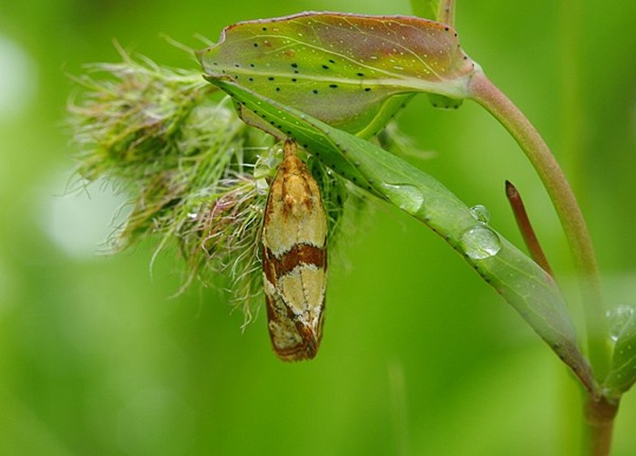 Aethes hartmanniana &copy; <a href="//commons.wikimedia.org/w/index.php?title=User:Michael_Kurz&amp;action=edit&amp;redlink=1" class="new" title="User:Michael Kurz (page does not exist)">Michael Kurz</a>
