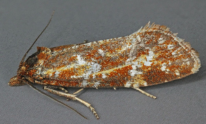 Aethes piercei &copy; <a rel="nofollow" class="external text" href="https://www.flickr.com/people/130093583@N04">Janet Graham</a>