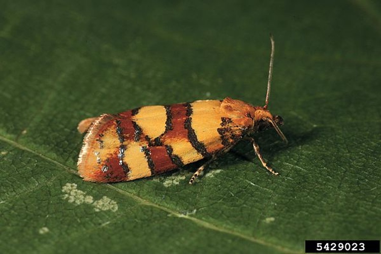 Aethes tesserana &copy; Gyorgy Csoka