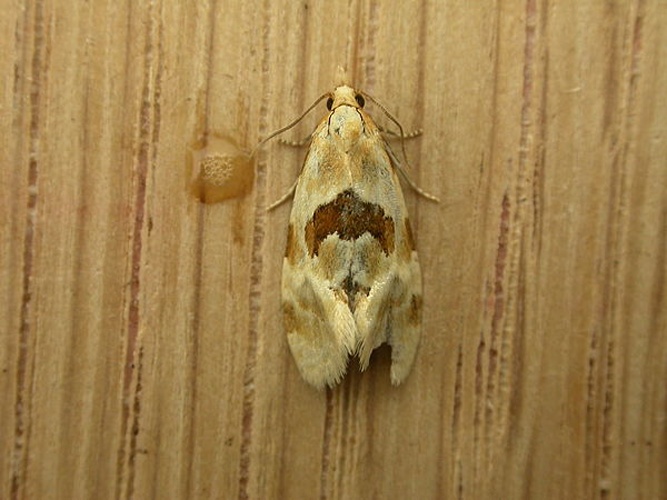 Aethes rubigana &copy; <a rel="nofollow" class="external text" href="https://www.flickr.com/people/25401497@N02">Donald Hobern</a>