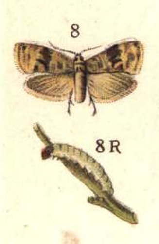 Eupoecilia ambiguella &copy; Bibliographisches Institut Leipzig