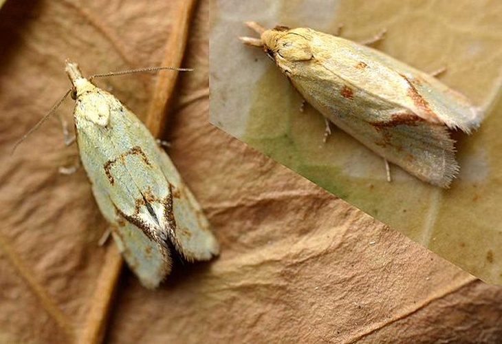 Agapeta hamana &copy; 