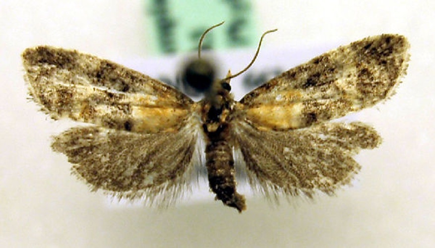 Phalonidia gilvicomana &copy; Marko Mutanen, University of Oulu