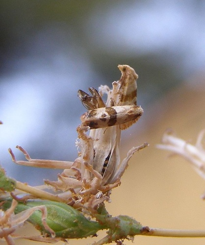 Phalonidia contractana &copy; <a href="//commons.wikimedia.org/wiki/User:H._Dumas" title="User:H. Dumas">H. Dumas</a>