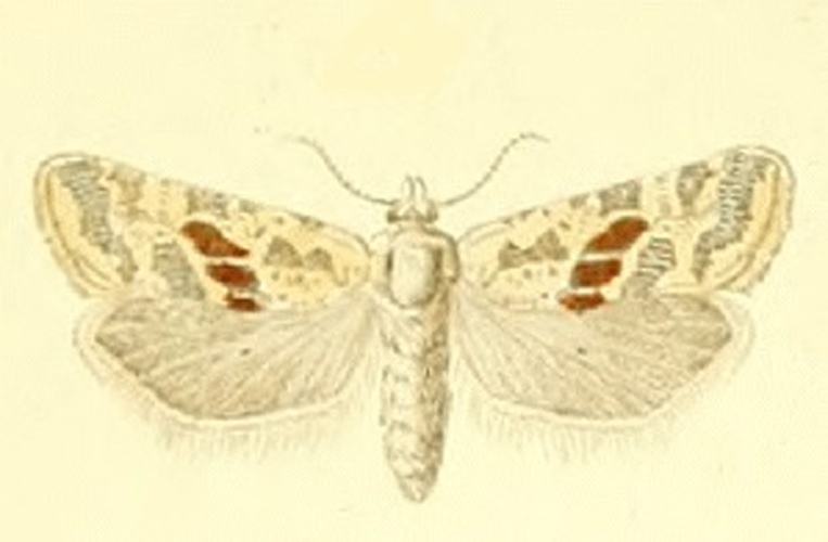 Cochylimorpha halophilana &copy; CONSTANT