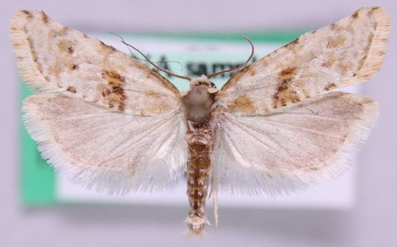 Cochylimorpha straminea &copy; Marko Mutanen, University of Oulu