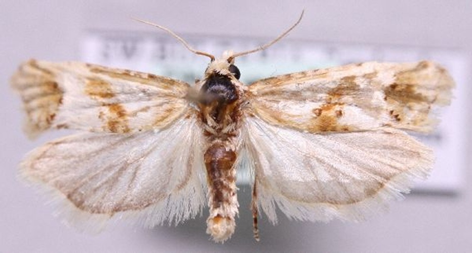 Cochylimorpha alternana © Marko Mutanen, University of Oulu