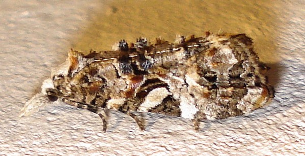 Phtheochroa rugosana © <a rel="nofollow" class="external text" href="https://www.flickr.com/people/25258702@N04">Mick Talbot</a>