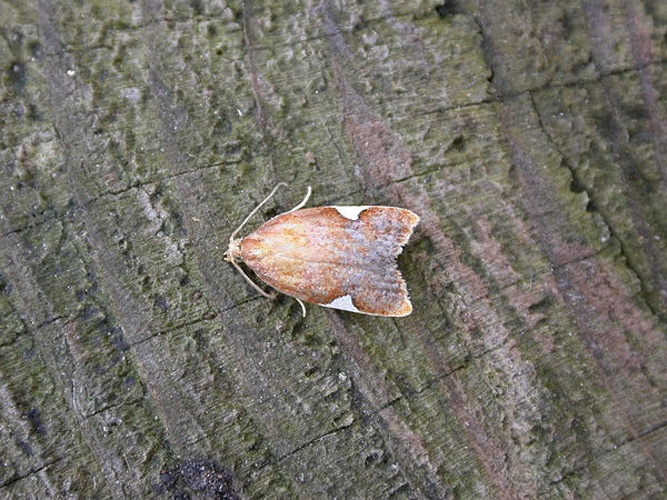 Acleris holmiana &copy; <a rel="nofollow" class="external text" href="https://www.flickr.com/people/25401497@N02">Donald Hobern</a>