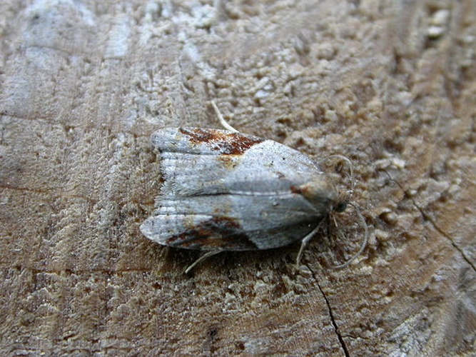 Acleris laterana &copy; <a rel="nofollow" class="external text" href="https://www.flickr.com/people/25401497@N02">Donald Hobern</a>