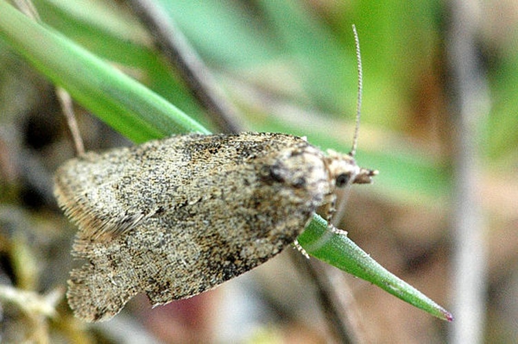 Acleris sparsana &copy; James K. Lindsey