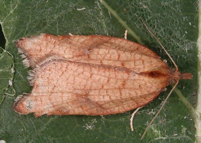 Acleris rhombana &copy; Gyorgy Csoka, Hungary Forest Research Institute, Bugwood.org