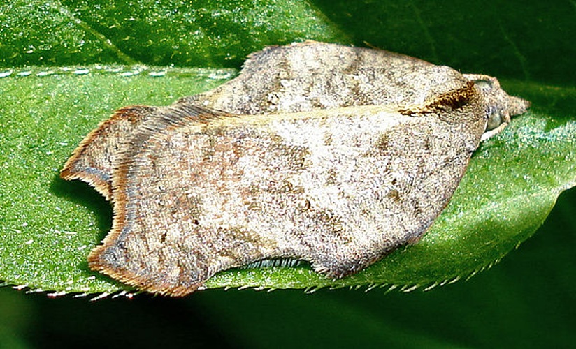 Acleris emargana &copy; <a rel="nofollow" class="external text" href="https://www.flickr.com/people/25258702@N04">Mick Talbot</a>