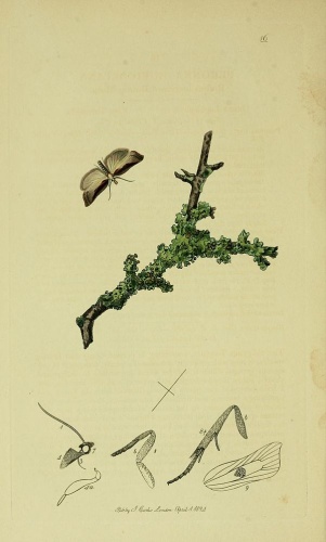 Acleris cristana &copy; Curtis