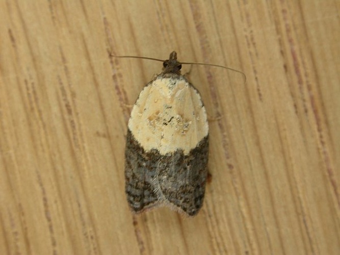 Acleris variegana © <a href="//commons.wikimedia.org/w/index.php?title=User:Dhobern&amp;action=edit&amp;redlink=1" class="new" title="User:Dhobern (page does not exist)">Donald Hobern (dhobern)</a>