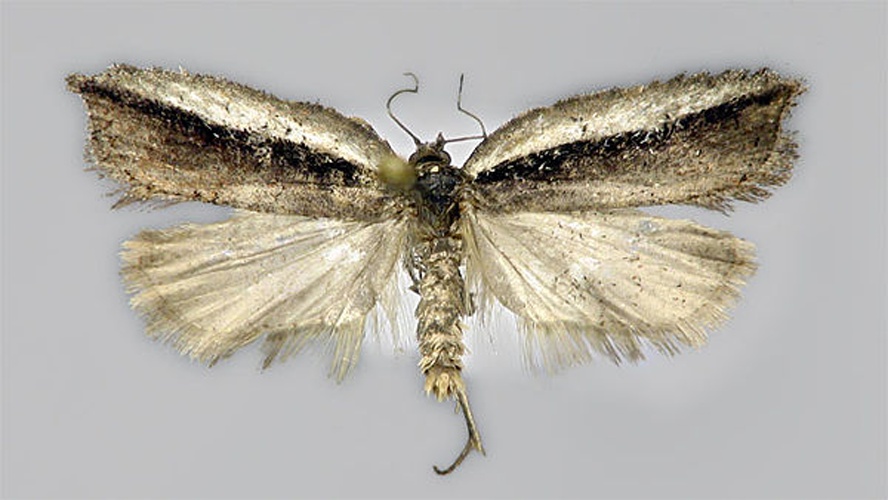 Acleris hastiana &copy; E. Hujanen