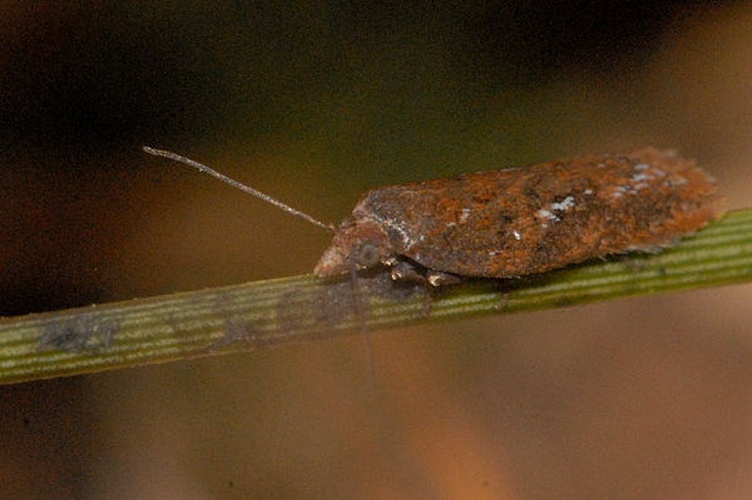 Acleris hyemana © James K. Lindsey