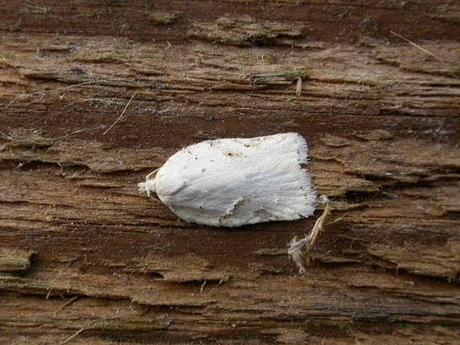 Acleris kochiella © <a rel="nofollow" class="external text" href="https://www.flickr.com/people/25401497@N02">Donald Hobern</a> from Canberra, Australia