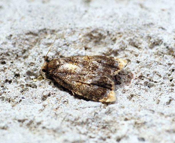 Spatalistis bifasciana &copy; <a rel="nofollow" class="external text" href="https://www.flickr.com/people/33398884@N03">Ben Sale</a> from UK