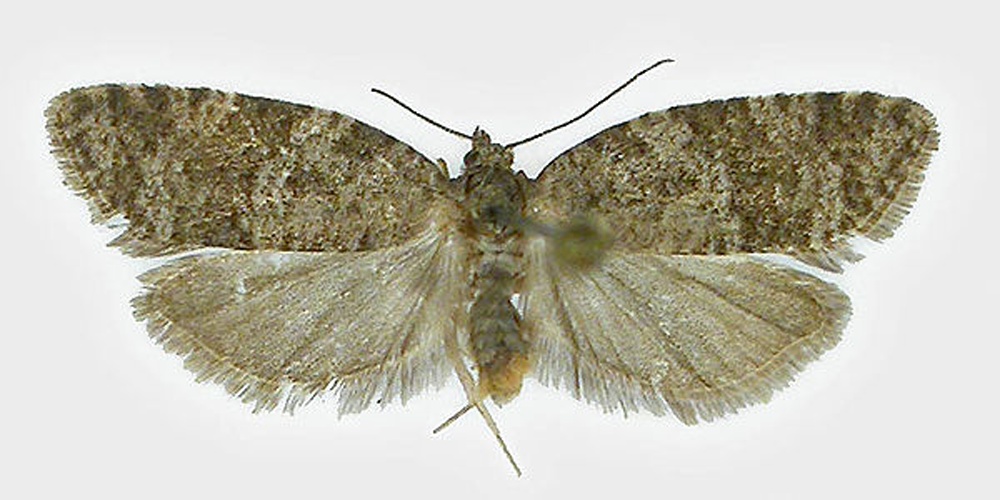 Cnephasia asseclana &copy; SIP Haapala