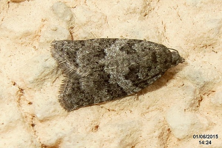 Cnephasia genitalana &copy; <a rel="nofollow" class="external text" href="https://www.flickr.com/people/14583963@N00">David Short</a> from Windsor, UK