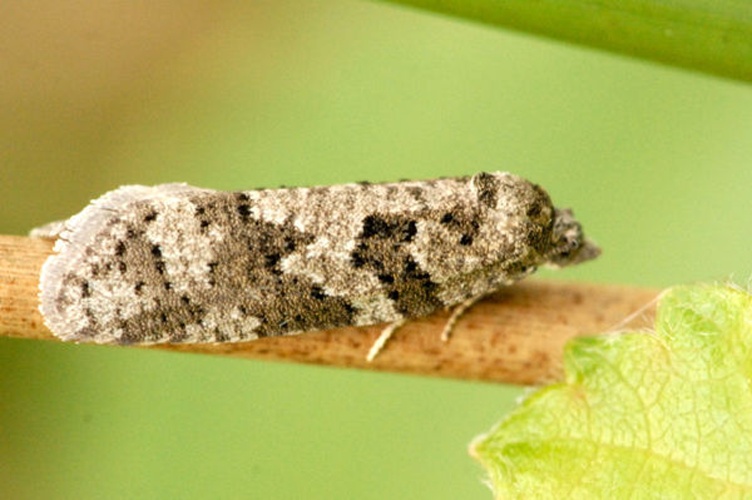 Cnephasia communana &copy; James K. Lindsey